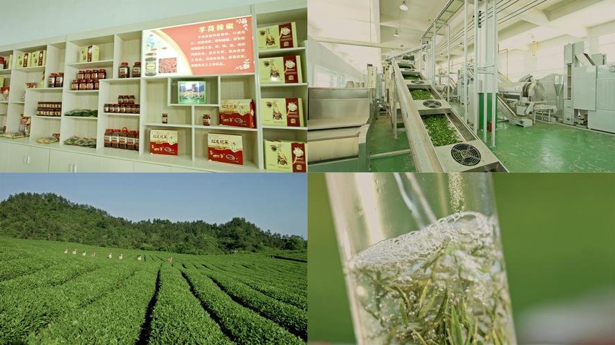 贵州特产茶叶生产采摘